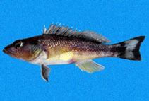 To FishBase images (<i>Serranus huascarii</i>, Panama, by Robertson, R.)
