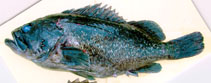 To FishBase images (<i>Sebastes ijimae</i>, Japan, by IGFA)