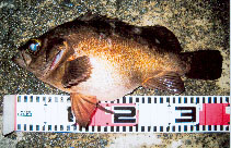 To FishBase images (<i>Sebastes inermis</i>, Japan, by IGFA)