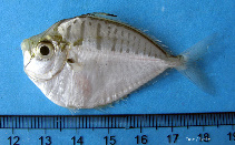 To FishBase images (<i>Secutor interruptus</i>, Indonesia, by Muchlisin, Z.A.)