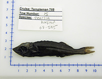 To FishBase images (<i>Searsia koefoedi</i>, by Mac Eachern, W.J.)