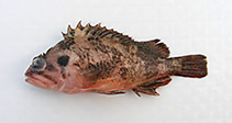 To FishBase images (<i>Sebastes koreanus</i>, Korea (South), by Park, J.-H.)