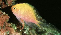 To FishBase images (<i>Serranocirrhitus latus</i>, Palau, by Randall, J.E.)