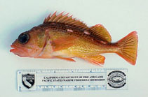 To FishBase images (<i>Sebastes lentiginosus</i>, Mexico, by Roberts III, E.W.)