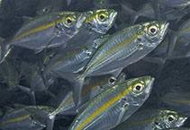 To FishBase images (<i>Selaroides leptolepis</i>, Indonesia, by Greenfield, J.)