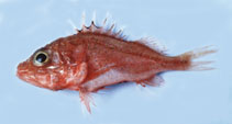 Image of Lythrichthys longimanus (Red deepwater scorpionfish)