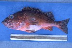Image of Sebastes macdonaldi (Mexican rockfish)