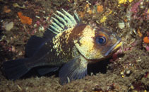 To FishBase images (<i>Sebastes maliger</i>, Canada, by Wirtz, P.)