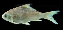 Image of Semiplotus manipurensis 