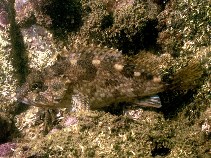 To FishBase images (<i>Sebastiscus marmoratus</i>, Hong Kong, by Cook, D.C.)