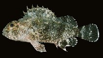 Image of Sebastapistes mauritiana (Spineblotch scorpionfish)