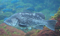 To FishBase images (<i>Sebastes melanops</i>, USA, by Lonhart, S.I.)