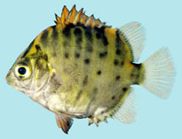 To FishBase images (<i>Selenotoca multifasciata</i>, Australia, by Winterbottom, R.)