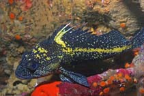 To FishBase images (<i>Sebastes nebulosus</i>, USA, by Lonhart, S.I.)