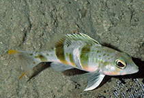 To FishBase images (<i>Serranus notospilus</i>, Curaçao I., by Robertson, R. & C. Baldwin)