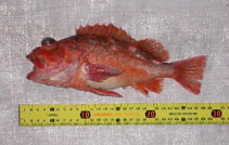 To FishBase images (<i>Sebastes oculatus</i>, Argentina, by Díaz de Astarloa, J.M.)