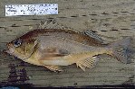 Image of Sebastes ovalis (Speckled rockfish)