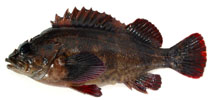 To FishBase images (<i>Sebastes pachycephalus chalcogrammus</i>, Japan, by Miyahara, H.)