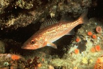 Image of Sebastes paucispinis (Bocaccio rockfish)