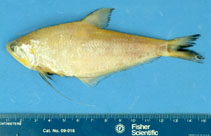 To FishBase images (<i>Setipinna paxtoni</i>, Australia, by Mark Tonks, CSIRO Marine and Atmospheric Research)