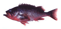 To FishBase images (<i>Sebastes polyspinis</i>, Russia, by Orlov, A.)