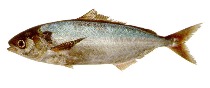 To FishBase images (<i>Seriolella porosa</i>, by INIDEP)