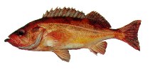 To FishBase images (<i>Sebastes proriger</i>, Canada, by Archipelago Marine Research Ltd.)