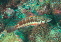 To FishBase images (<i>Serranus psittacinus</i>, Mexico, by Lavan, J.)