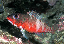 To FishBase images (<i>Serranus pulcher</i>, Sao Tome Princ., by Wirtz, P.)