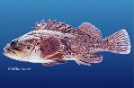 Image of Sebastes rastrelliger (Grass rockfish)