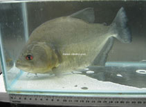 Image of Serrasalmus rhombeus (Redeye piranha)