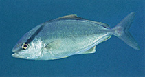 To FishBase images (<i>Seriola rivoliana</i>, Indonesia, by Allen, G.R.)
