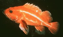 To FishBase images (<i>Sebastes ruberrimus</i>, by Gotshall, D.W.)