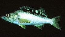 To FishBase images (<i>Sebastes serranoides</i>, by Gotshall, D.W.)