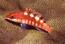 To FishBase images (<i>Serranus socorroensis</i>, Revillagigedo A., by Robertson, R.)