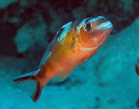 Image of Serranus tabacarius (Tobaccofish)