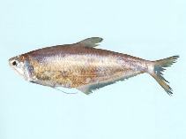 To FishBase images (<i>Setipinna tenuifilis</i>, by CSIRO)