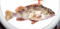 To FishBase images (<i>Sebastiscus tertius</i>, Hong Kong, by Chiang, S.)