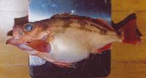 To FishBase images (<i>Sebastes thompsoni</i>, Japan, by IGFA)