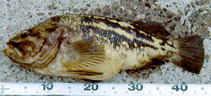 To FishBase images (<i>Sebastes trivittatus</i>, Japan, by IGFA)