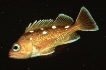 To FishBase images (<i>Sebastes umbrosus</i>, by Gotshall, D.W.)