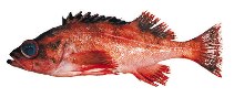 Image of Sebastes variegatus (Harlequin rockfish)
