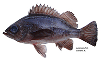 To FishBase images (<i>Sebastes ventricosus</i>, Japan, by Shiina, M.)