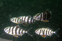 To FishBase images (<i>Seriola zonata</i>, USA, by Cox, C.D.)