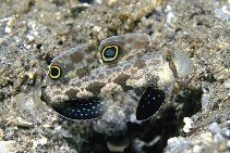 To FishBase images (<i>Signigobius biocellatus</i>, Indonesia, by Petrinos, C.)