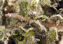 To FishBase images (<i>Siokunichthys breviceps</i>, Indonesia, by Ryanskiy, A.)