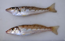 To FishBase images (<i>Sillago burrus</i>, Australia, by Dowling, C.)