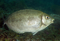 To FishBase images (<i>Siganus canaliculatus</i>, Indonesia, by Greenfield, J.)