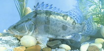 To FishBase images (<i>Siniperca chuatsi</i>, by CAFS)