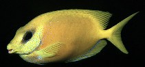 To FishBase images (<i>Siganus corallinus</i>, Indonesia, by Randall, J.E.)